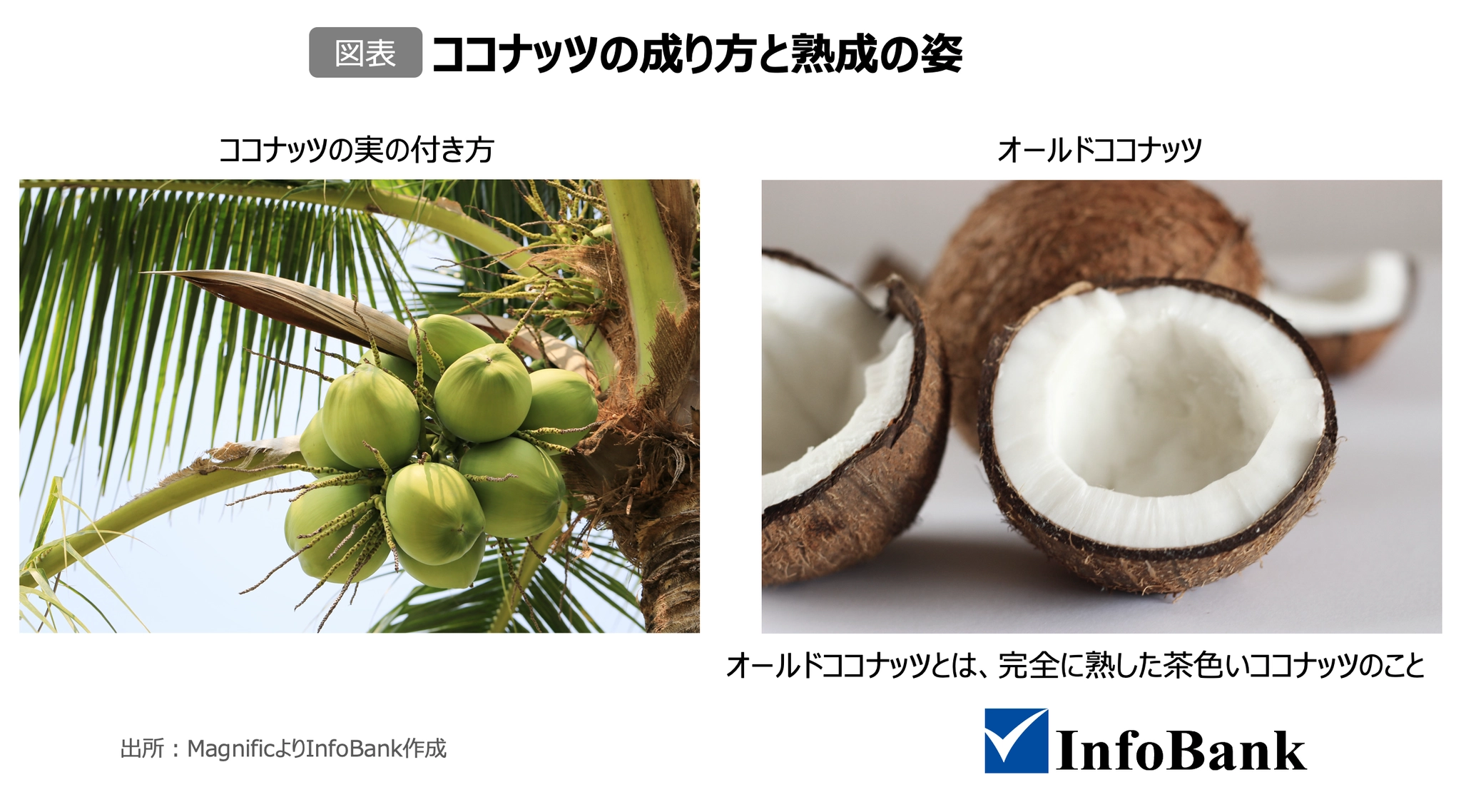 ココナッツの成り方と熟成の姿
