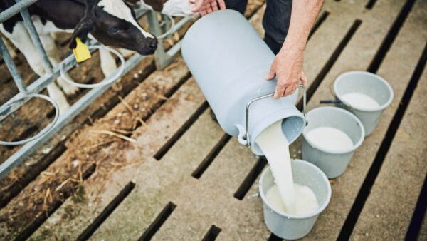 ベトナムの酪農戦略、生乳を2030年に26億リットルへ